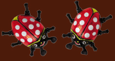 Chocolate Lady Beetles